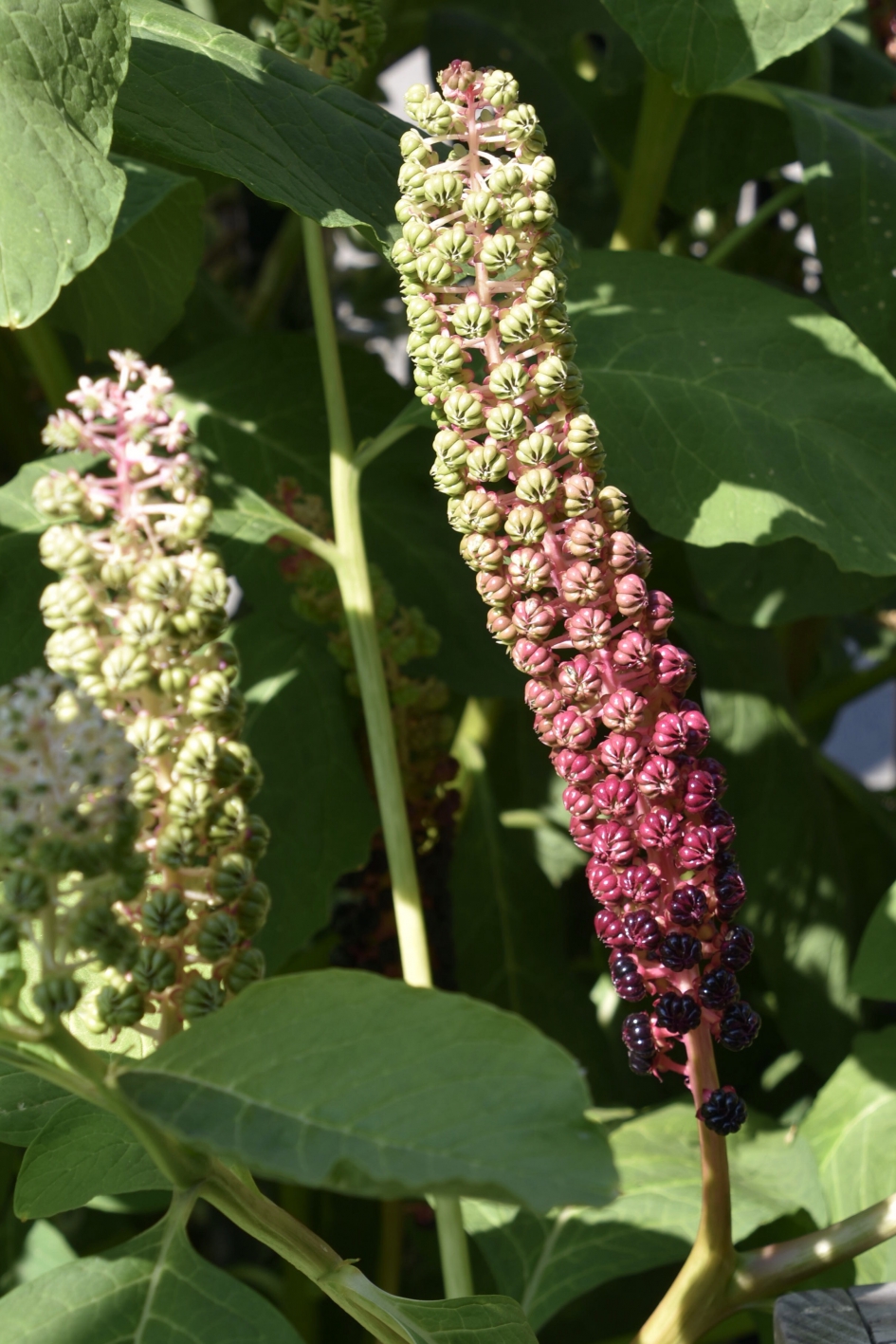 Karmozijm - Planten - 