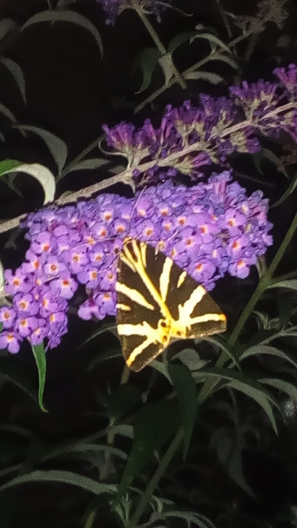 Nachtvlinder - Geleedpotigen - 