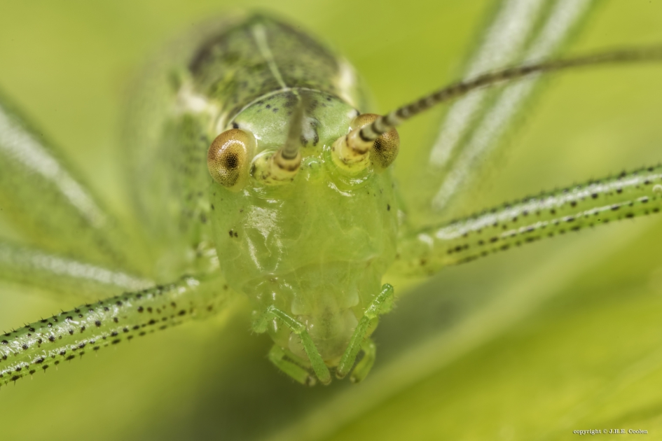 Nader kennis maken - Geleedpotigen - Struiksprinkhaan