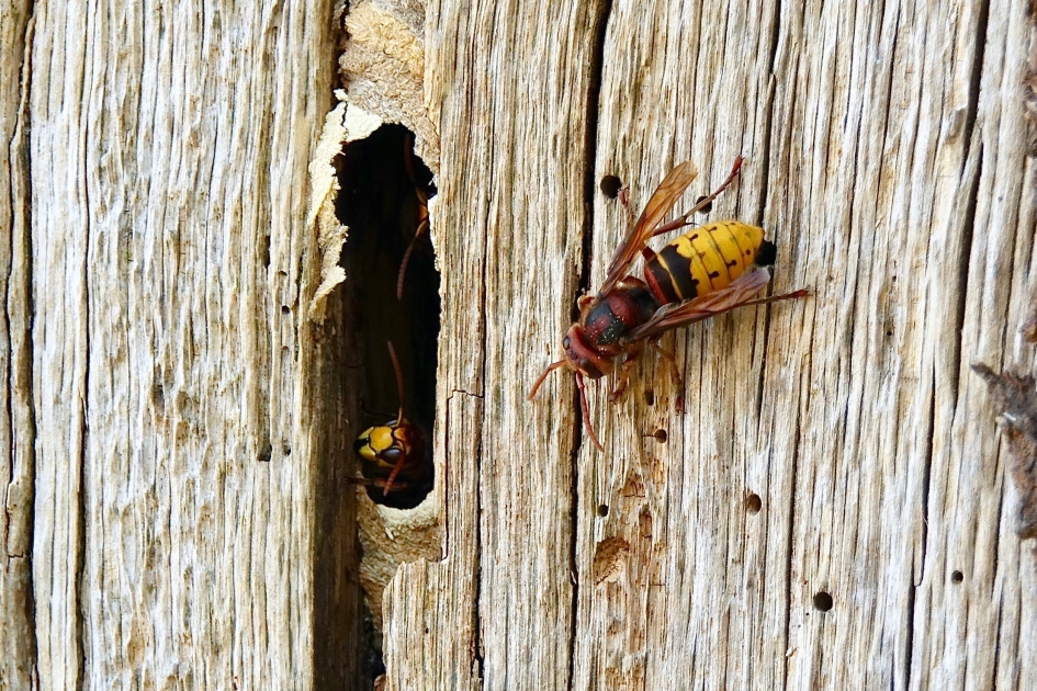 Bewaking nestingang - Geleedpotigen - Hoornaar