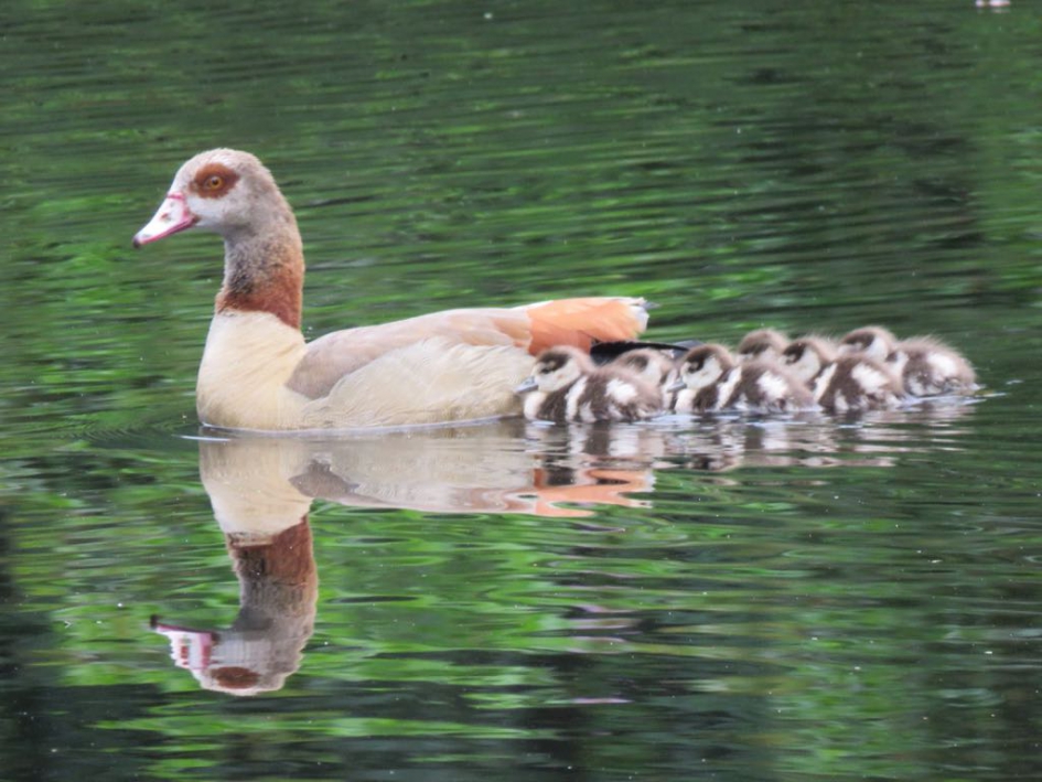 Nijlgans met jongen - Vogels - 