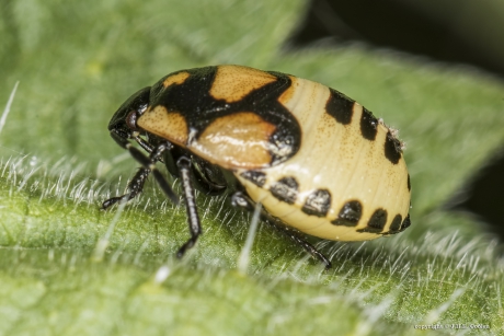 Nimf Dovennetelwants