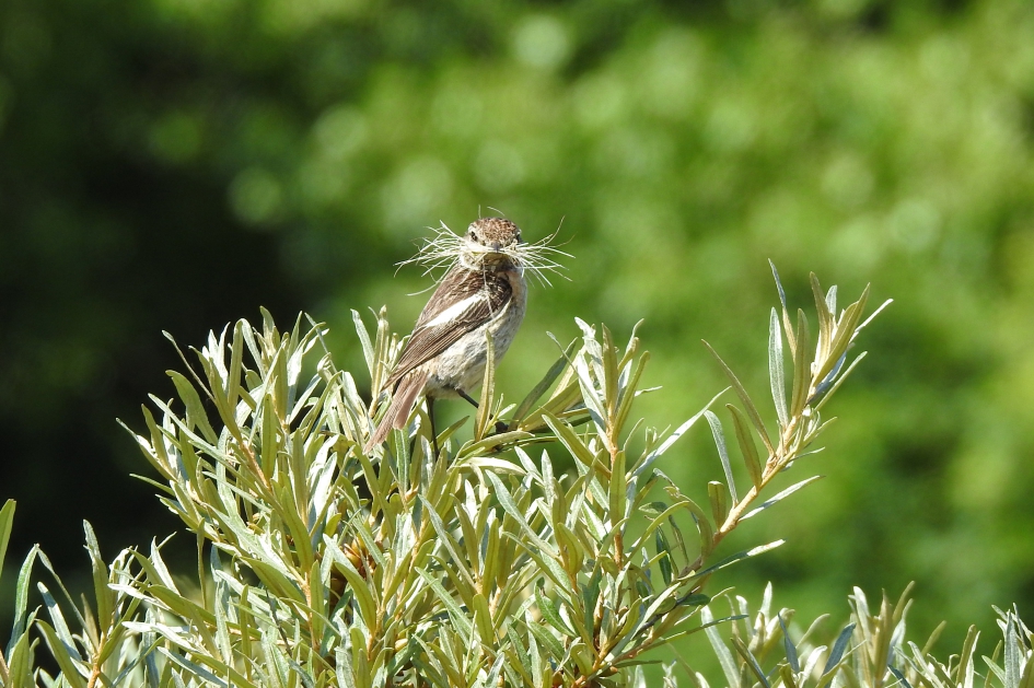 Nog steeds druk - Vogels - Roodborsttapuit