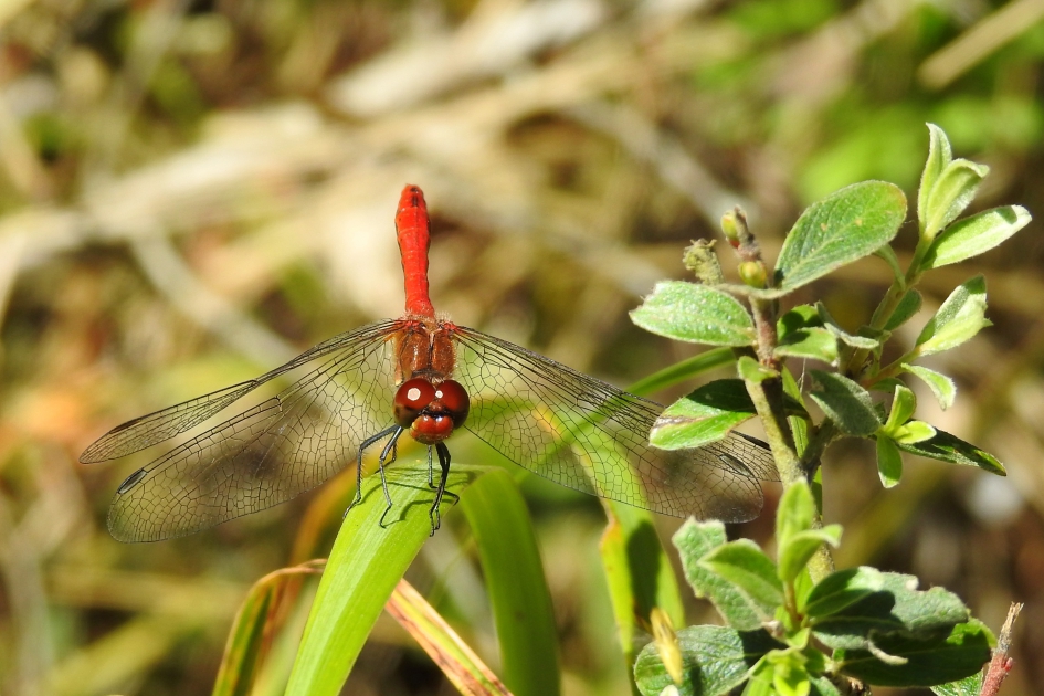 Obelisk-houding - Geleedpotigen - Bloedrode heidelibel