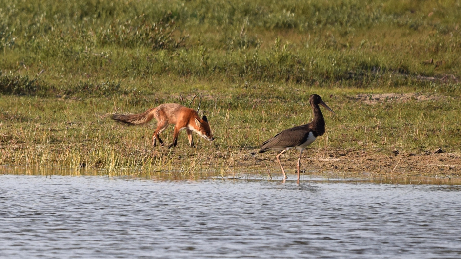 Ontmoeting tussen vos en zwarte ooievaar - Vogels - 