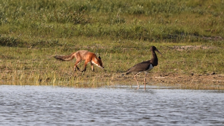 Ontmoeting tussen vos en zwarte ooievaar