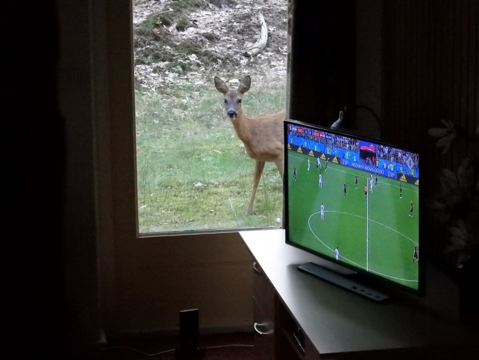 Onverwachte meekijker tijdens WK-wedstrijd - Zoogdieren - Ree
