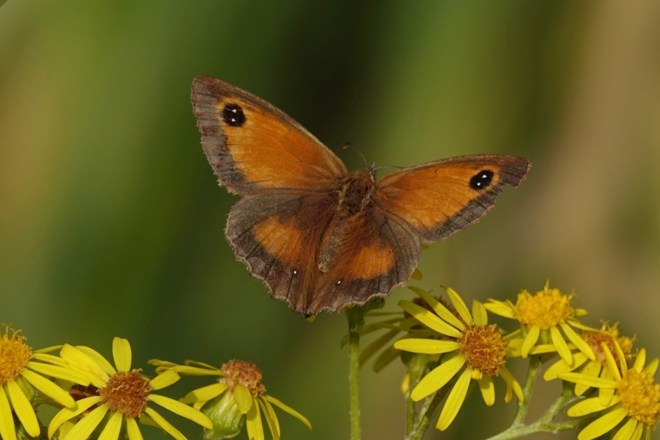 Oogjes - Geleedpotigen - Oranje zandoogje