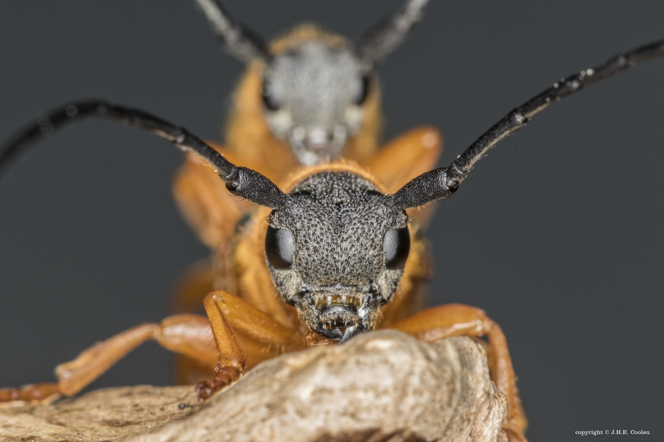 Oogvlekboktor - Geleedpotigen - Oogvlekboktor