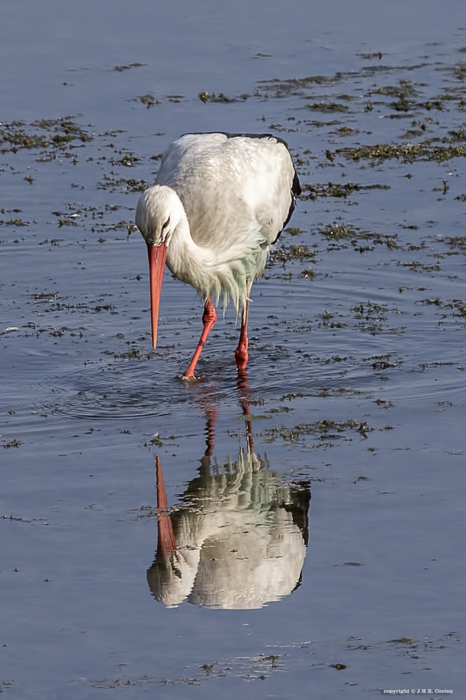 Ooievaar - Vogels - Ooievaar
