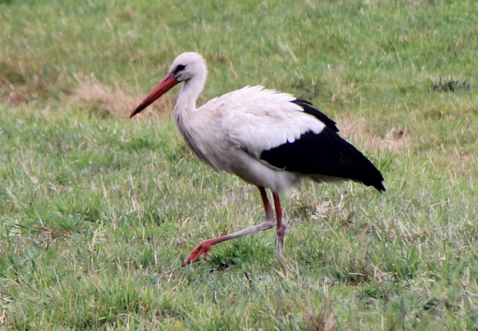 Ooievaar - Vogels - Ooievaar