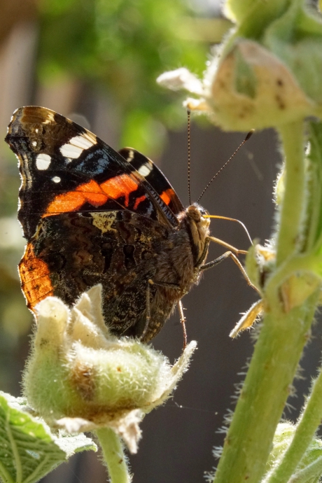 Ook de Atalanta gespot in de tuin