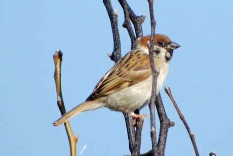 Ook vogels hebben last van teken