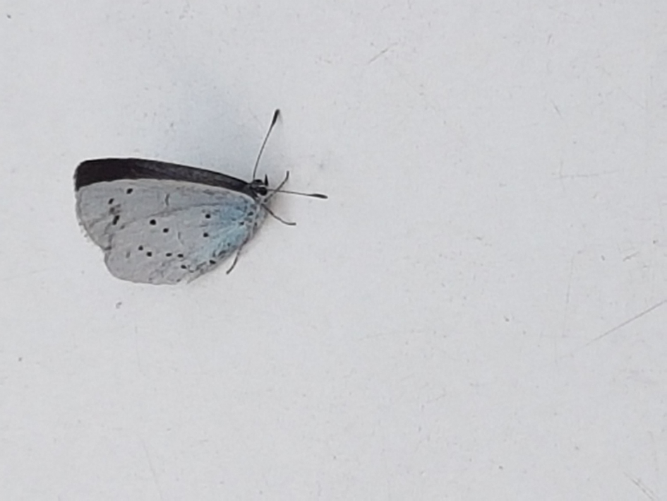 Oostelijk staartblauwtje? - Geleedpotigen - Oostelijk staartblauwtje?