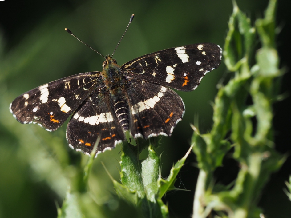 Op de distel - Geleedpotigen - Landkaartje
