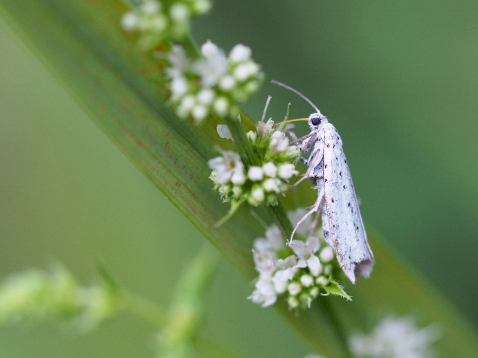 Op de munt - Geleedpotigen - Mogelijk de vogelkersstippelmot