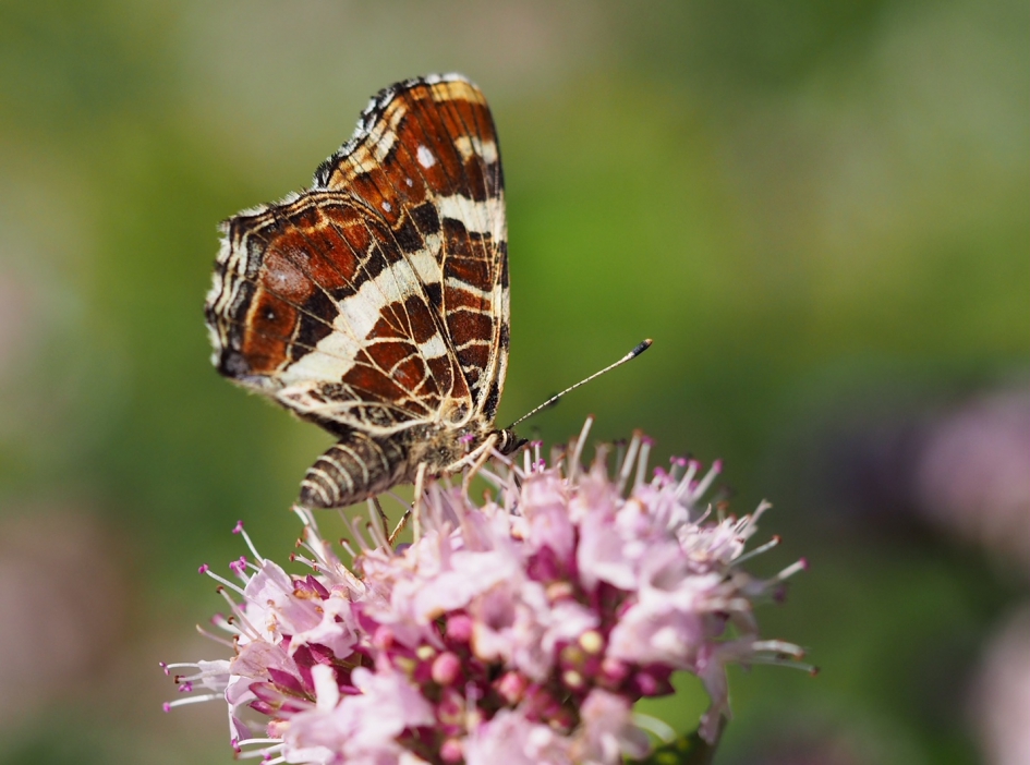 Op de oregano - Geleedpotigen - Landkaartje, zomerversie