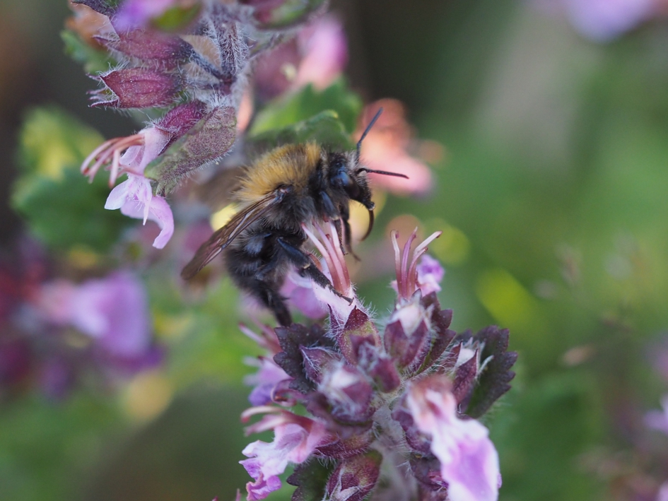 Op de salie - Geleedpotigen - Hommel vermoed ik, maar welke?