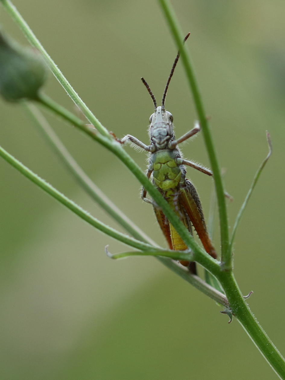 op de uitkijk - Geleedpotigen - 