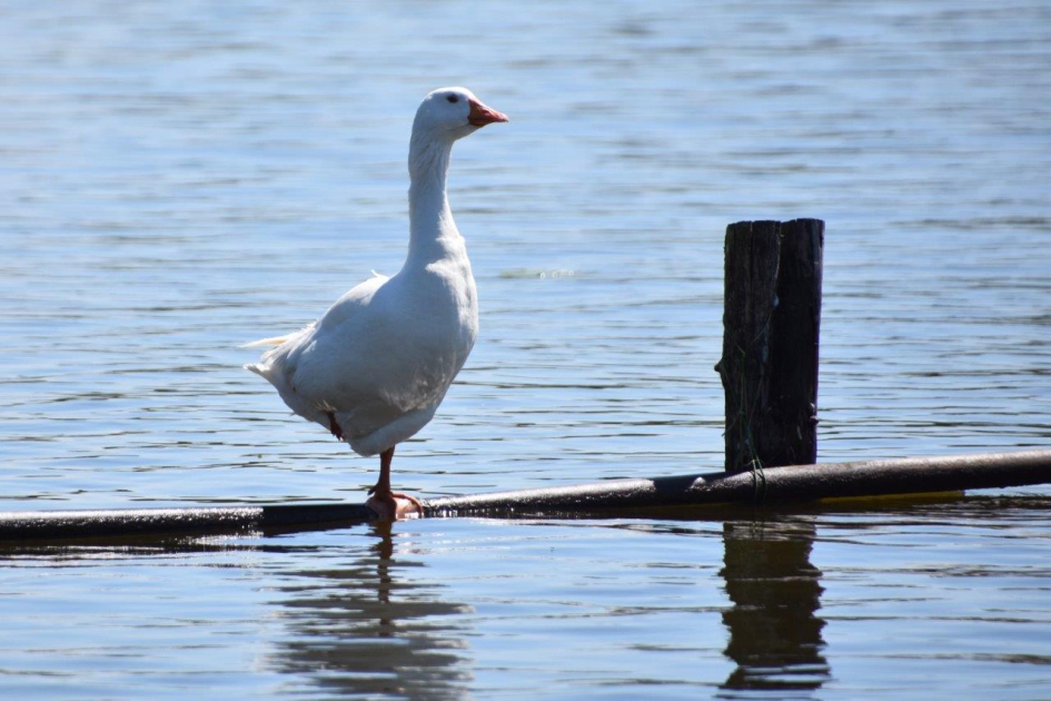 Op de uitkijk.. - Vogels - 