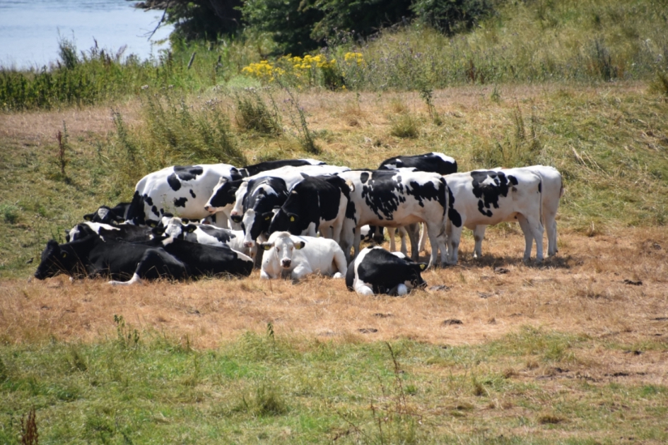 Op een kluitje - Zoogdieren - 