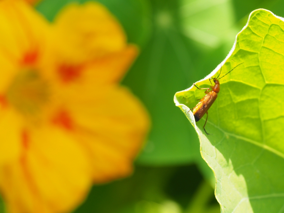 Op zoek naar een beetje schaduw - Geleedpotigen - Kleine rode weekschildkever of soldaatje