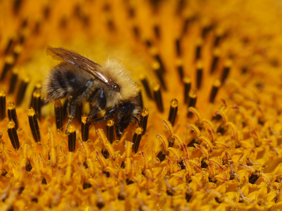 Opgaan in - Geleedpotigen - Vermoed zandhommel, maar twijfel....