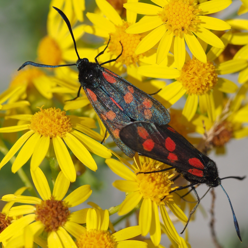 Opgaan in elkaar - Geleedpotigen - Sint Jansvlinder
