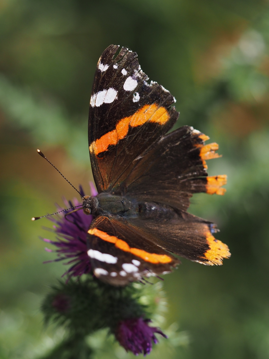 Opwarmen in de zon - Geleedpotigen - Atalanta of admiraalvlinder