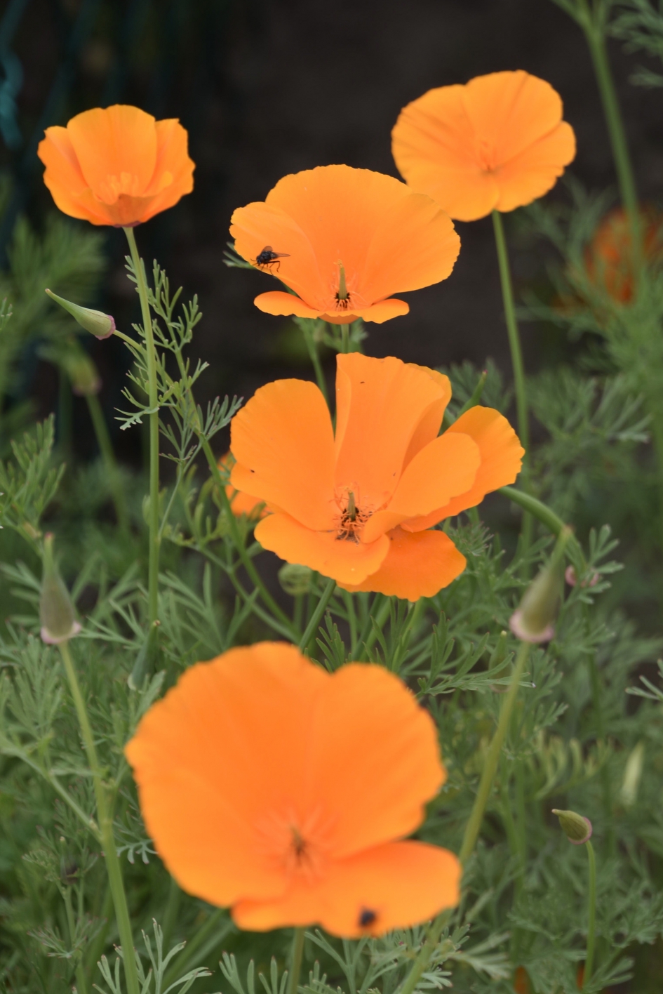 Oranje gekleurd - Planten - 