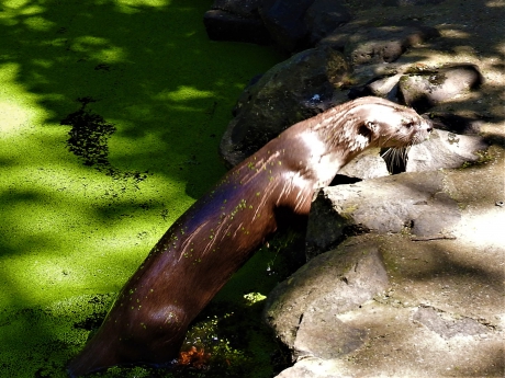 Otter in wildpark bij de Edersee
