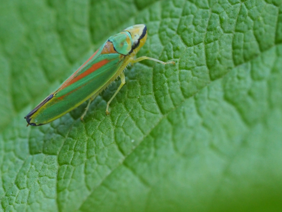 Overal te zien, maar niet op onze rododendron.... - Geleedpotigen - Rododendroncicade