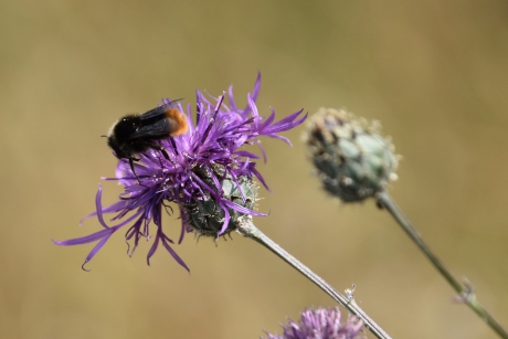 Paarse korenbloem met hommel