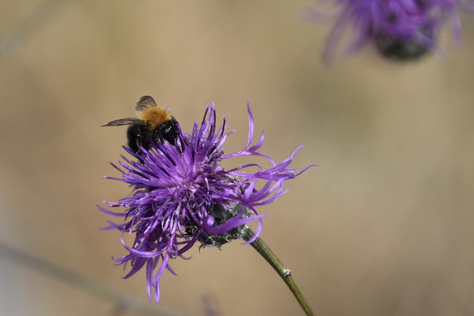 Paarse korenbloem met hommel - Geleedpotigen - 