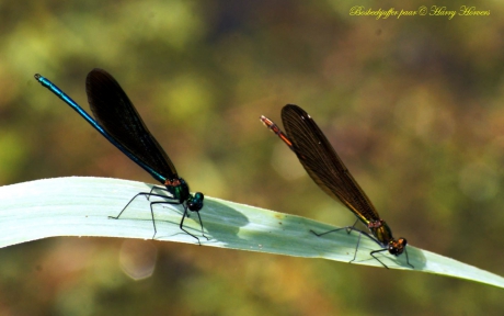 Paartje Bosbeekjuffers