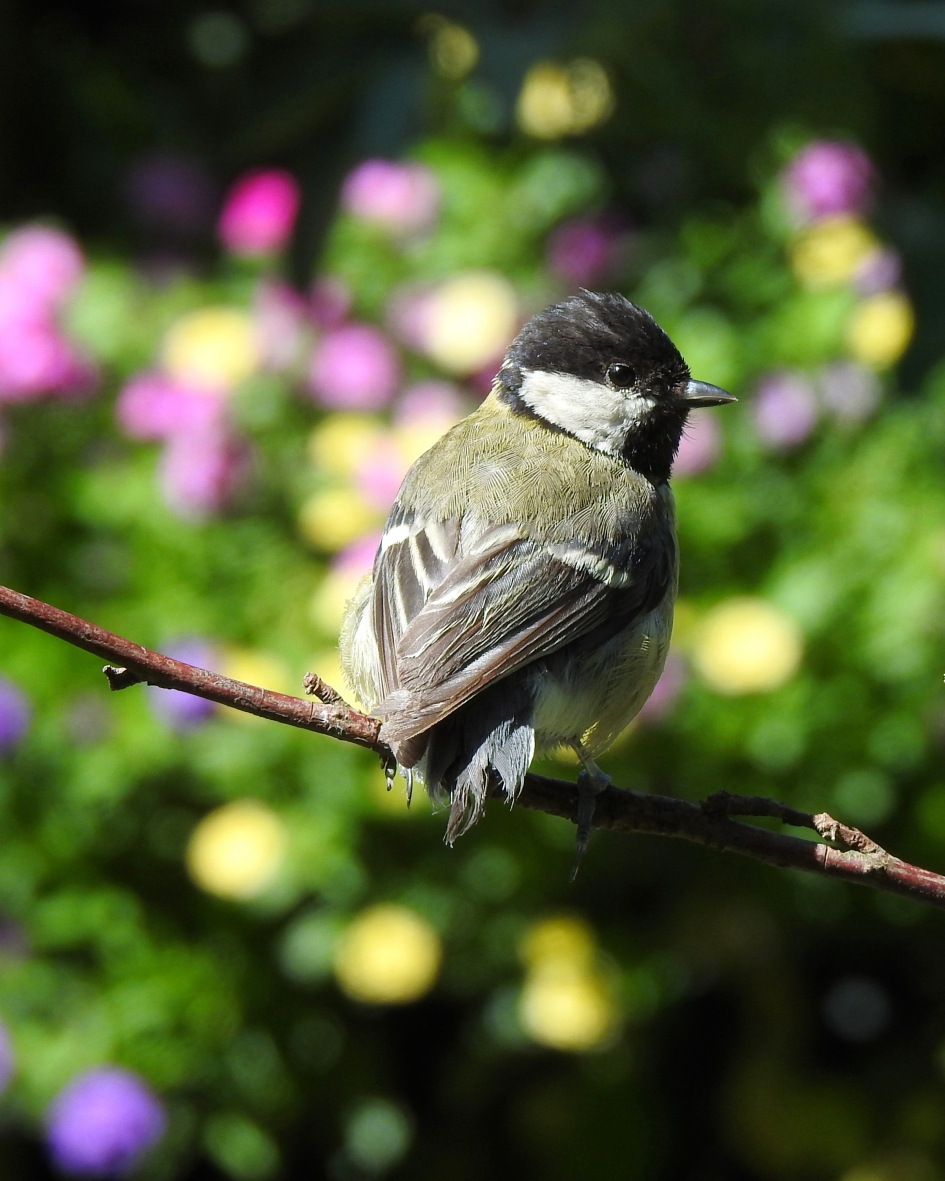 Papa is zijn staartje kwijt - Vogels - Koolmees