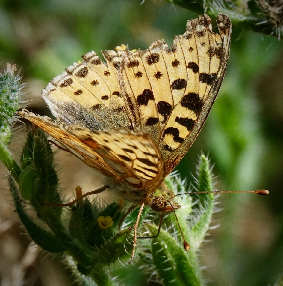 Parel met een krasje - Geleedpotigen - Kleine parelmoervlinder