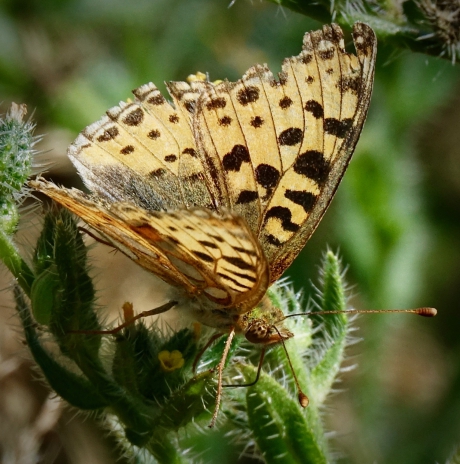 Parel met een krasje