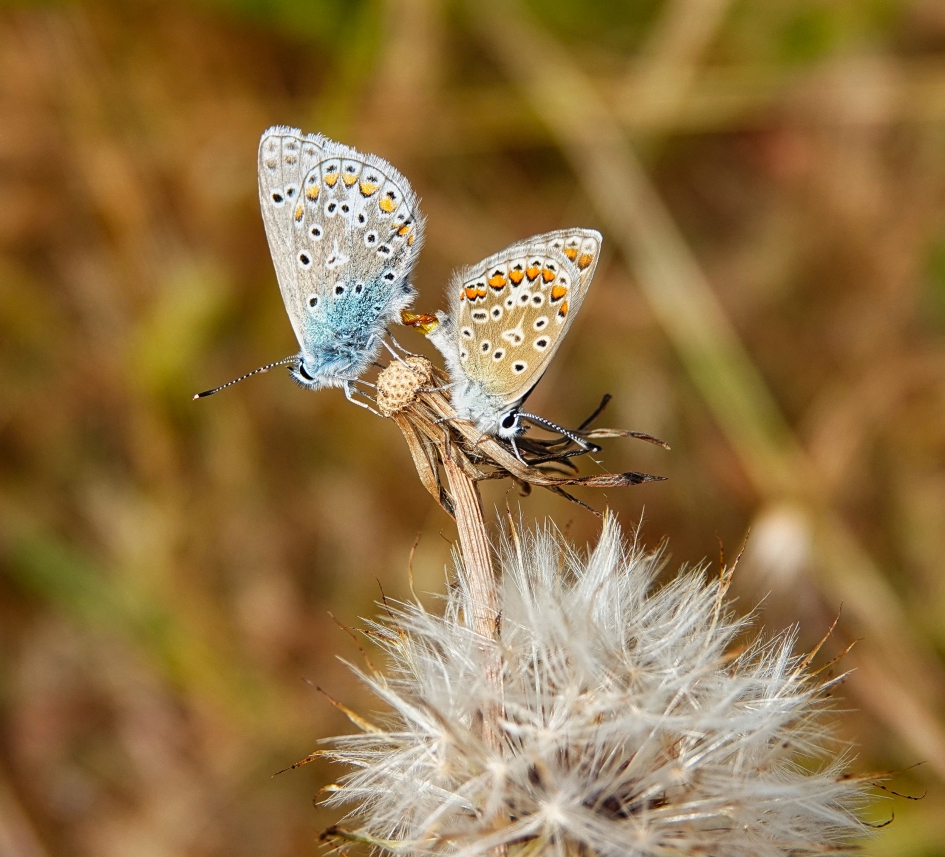 Parende Icarusblauwtjes - Geleedpotigen - Icarusblauwtje