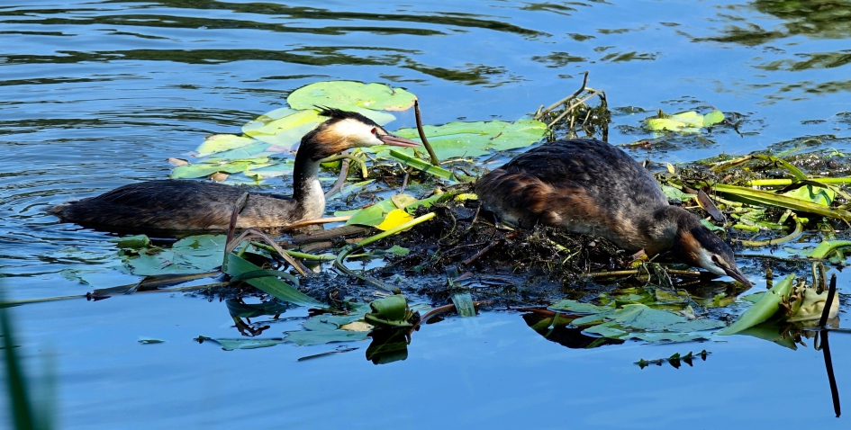 Paringsbereid - Vogels - Fuut