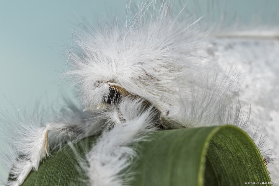 Pfff...warm - Geleedpotigen - Donsvlinder