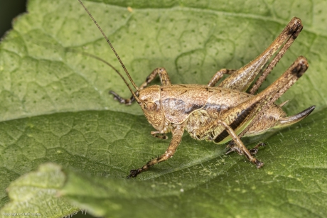 Pholidoptera griseoaptera