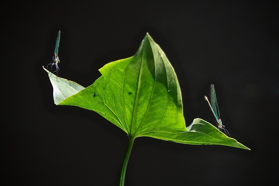 Pijlkruid - Planten - Pijlkruid