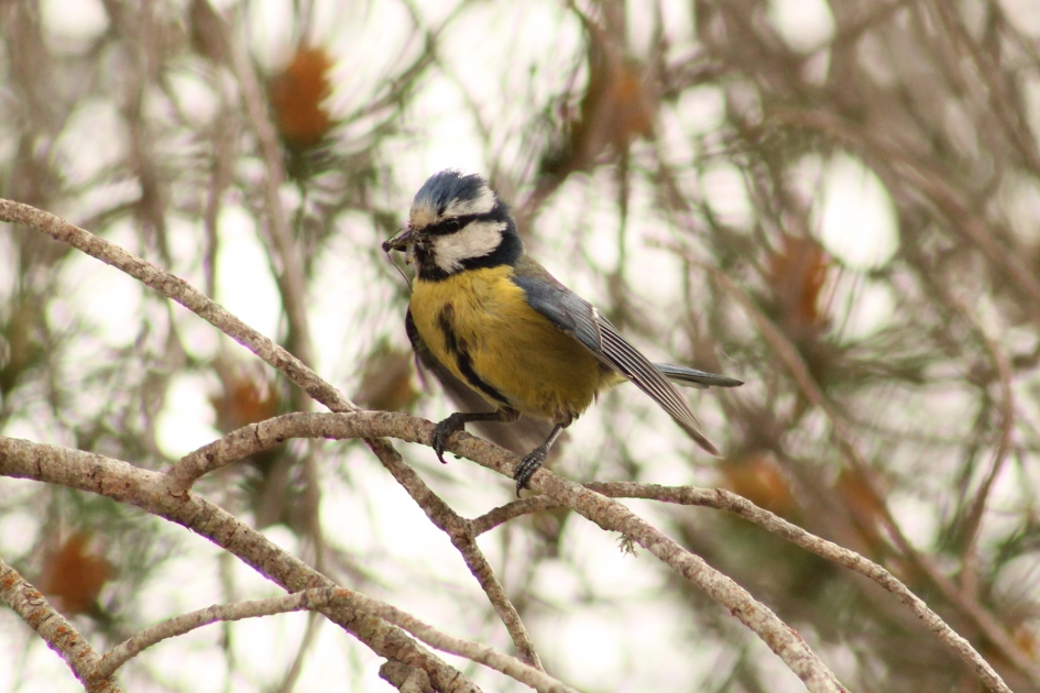 Pimpelmees - Vogels - Pimpelmees