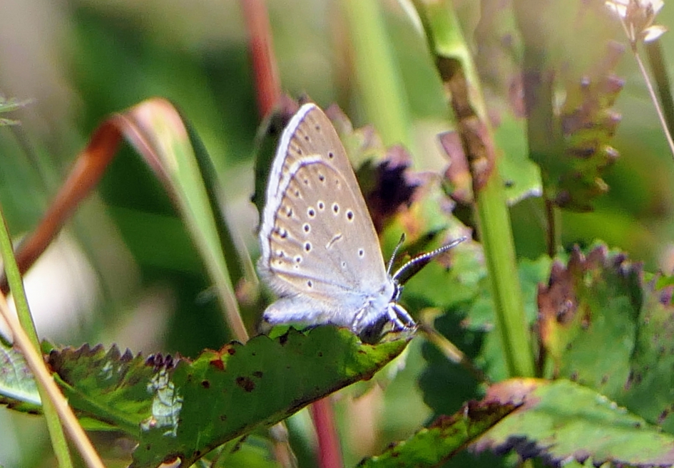 Pimpernel blauwtje - Geleedpotigen - Pimpernel blauwtje