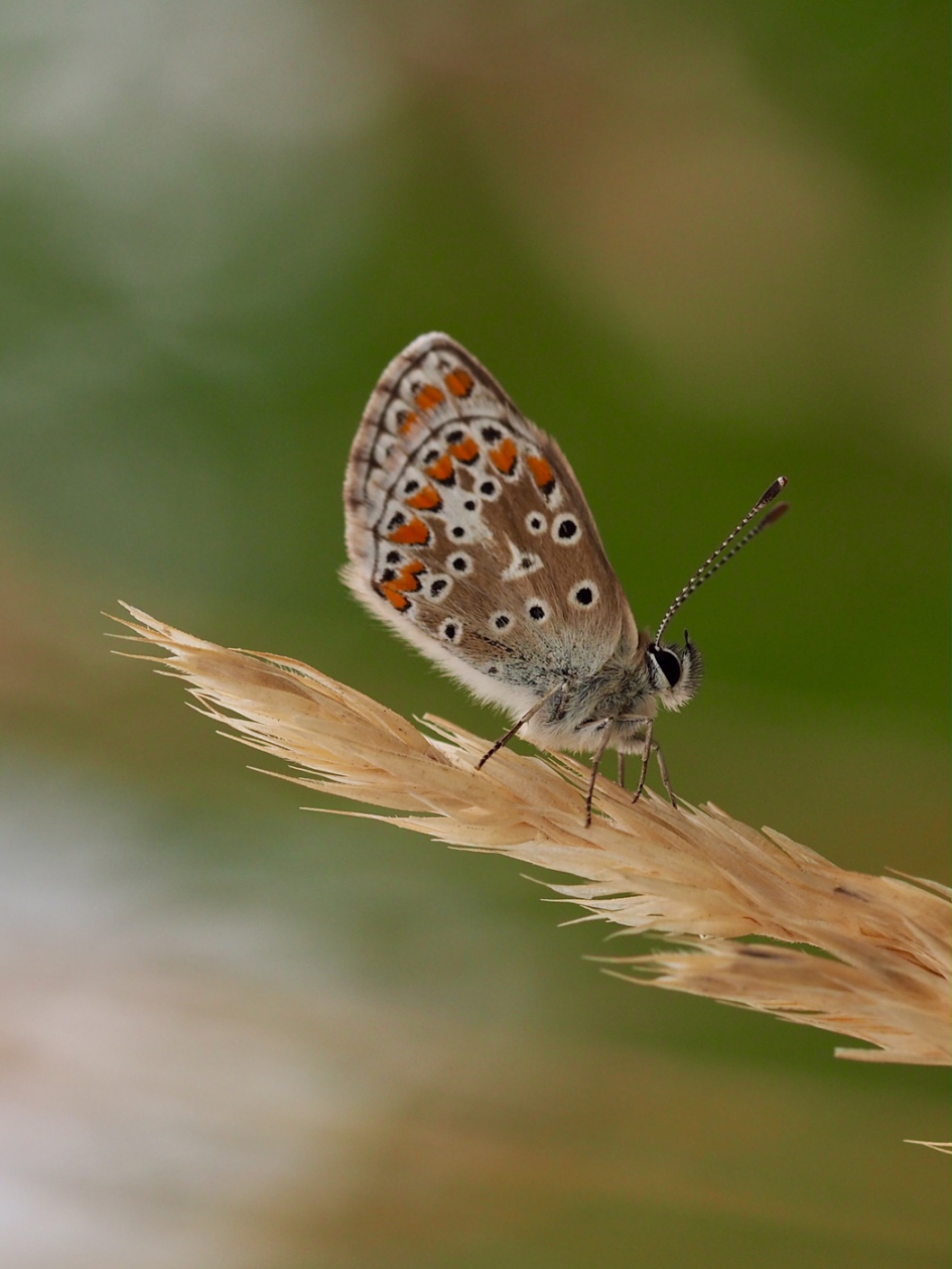 Plaatje - Geleedpotigen - Icarusblauwtje