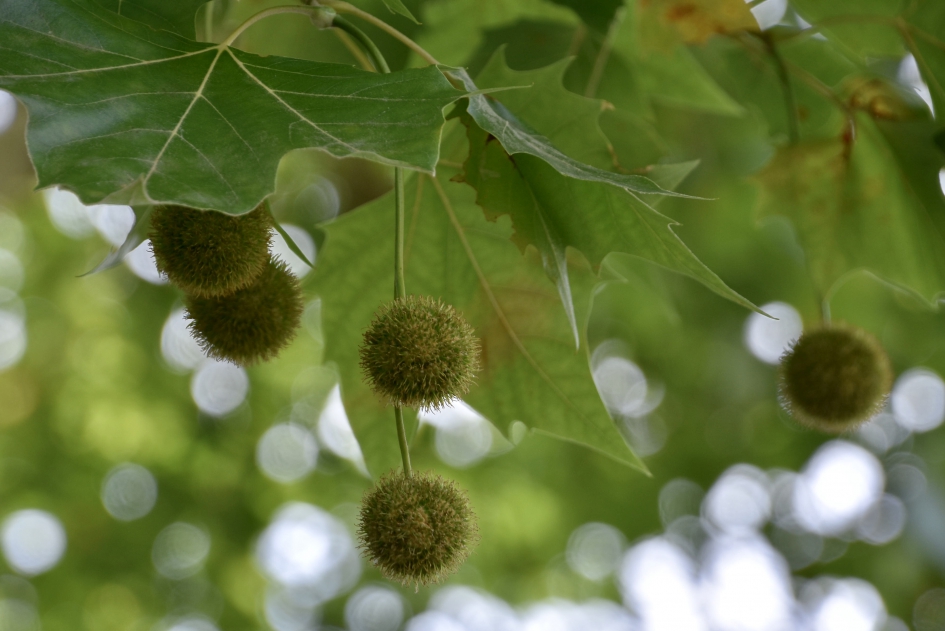 Plataan vruchten - Planten - 