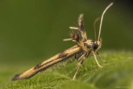 Pootmot (Stathmopoda pedella)
