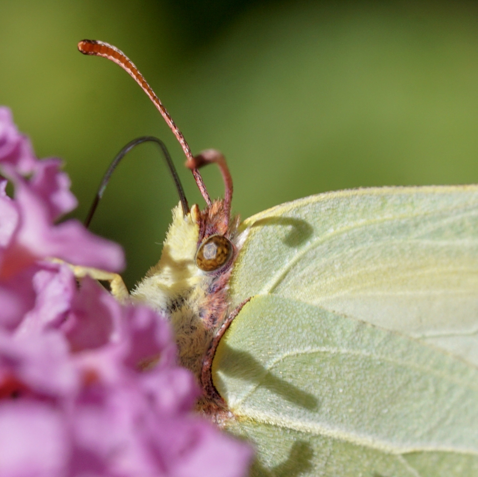 Portret van de Citroenvlinder - Geleedpotigen - 