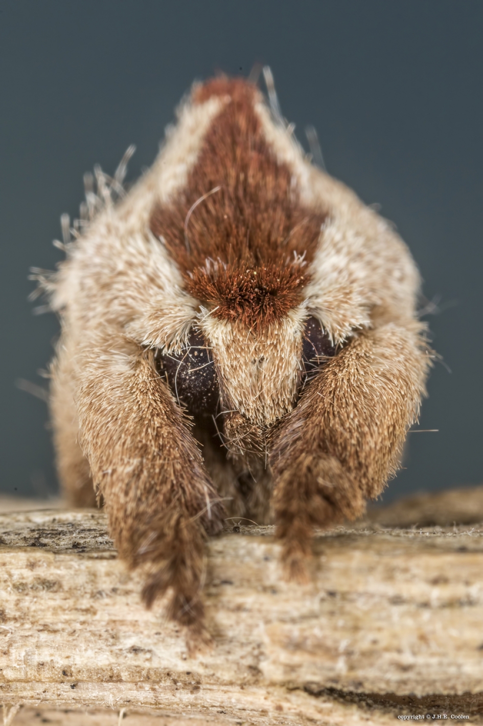 Portret van een..... - Geleedpotigen - Bruine wapendrager